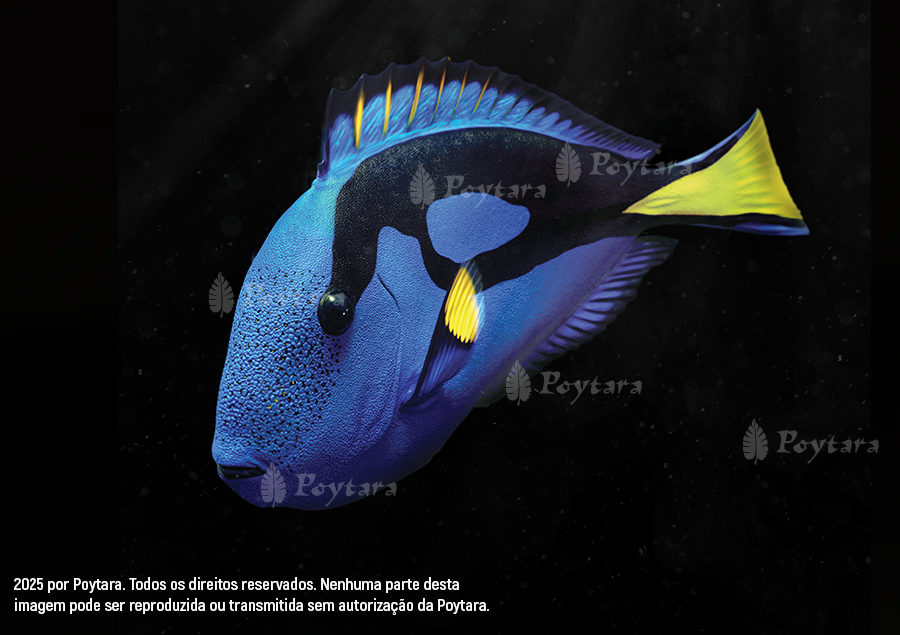 Imagem blue-tang-marca